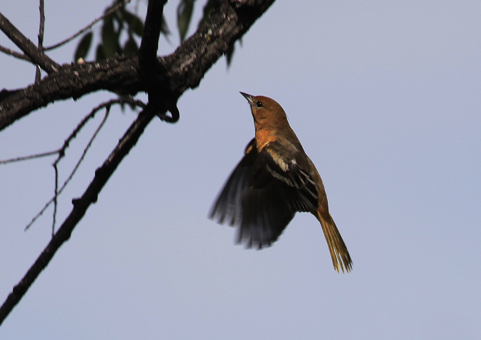Orchard Oriole