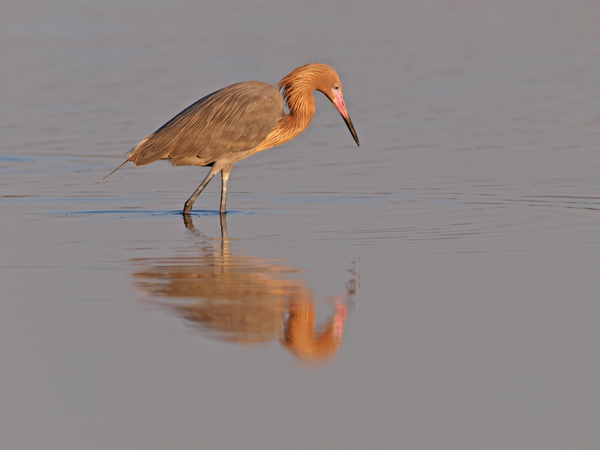 Reddish Egret
