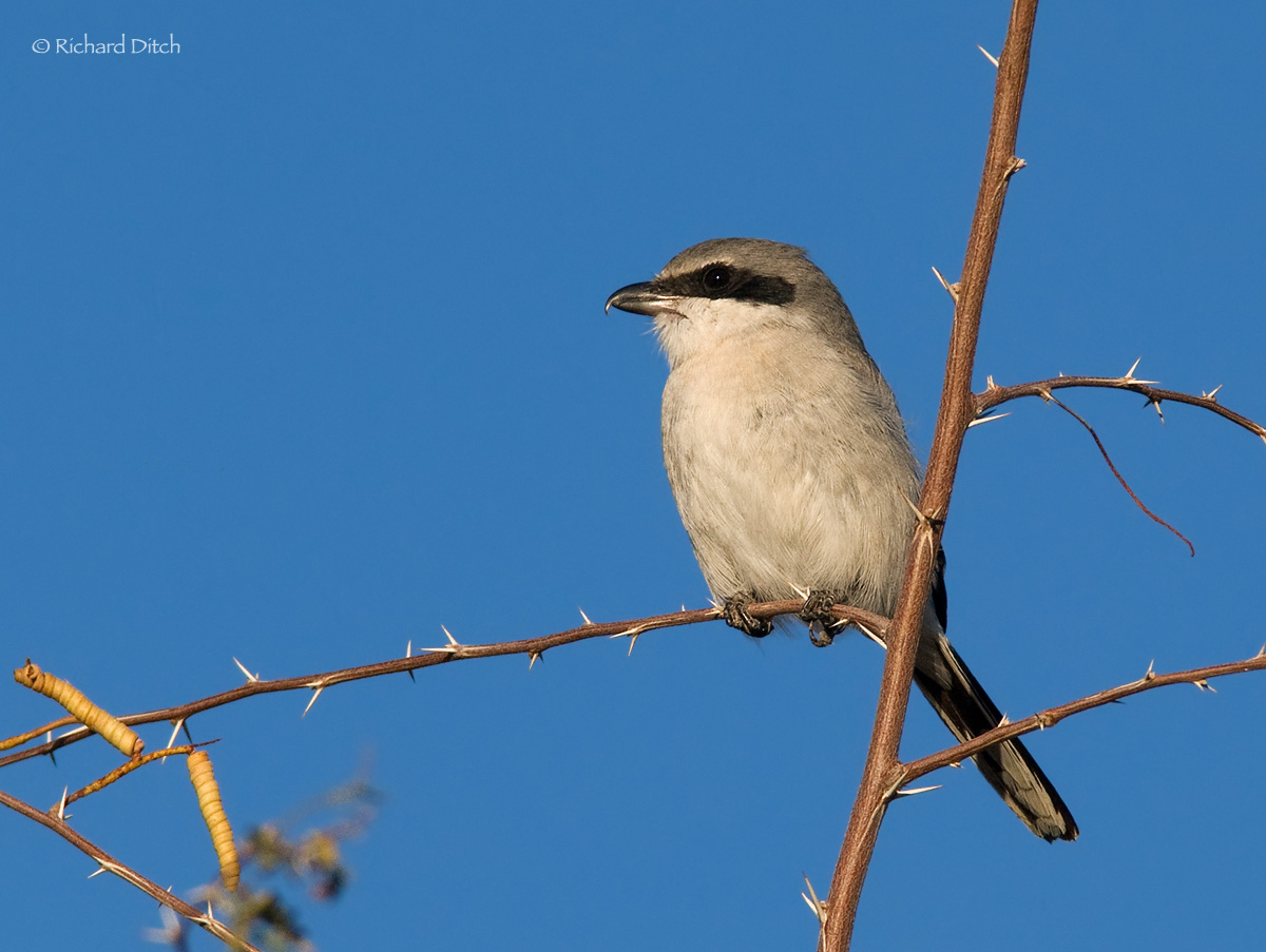 Loggerhead Shrike