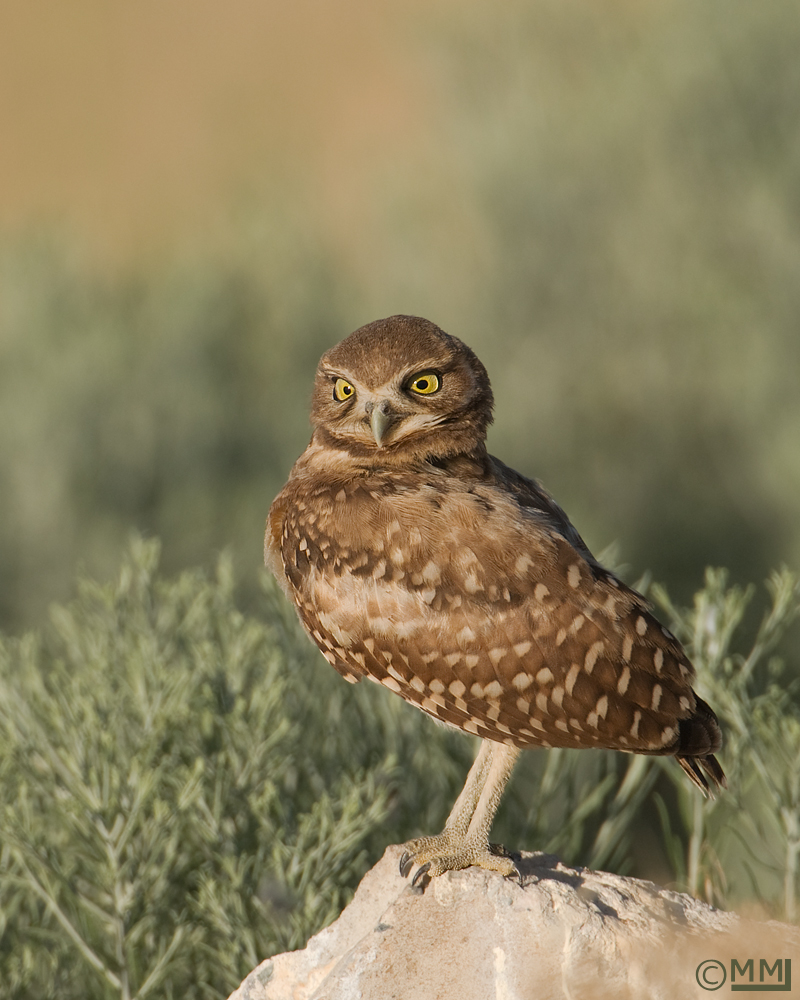 Juvie Burrowing Owl