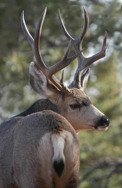 Mule Deer Profile