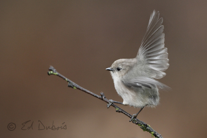 Balancing Act