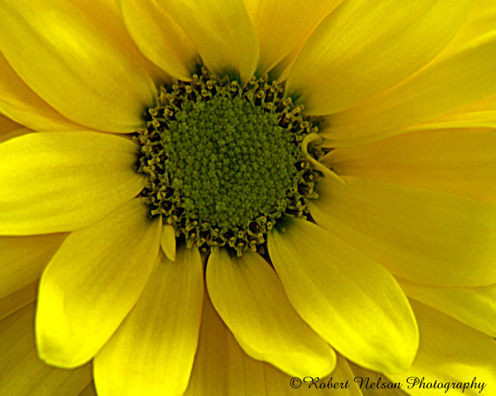 sunny side up