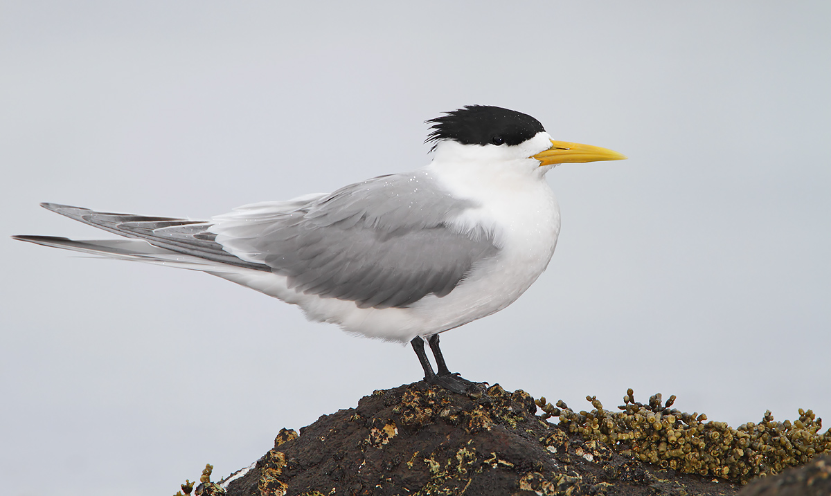 Crested Tern