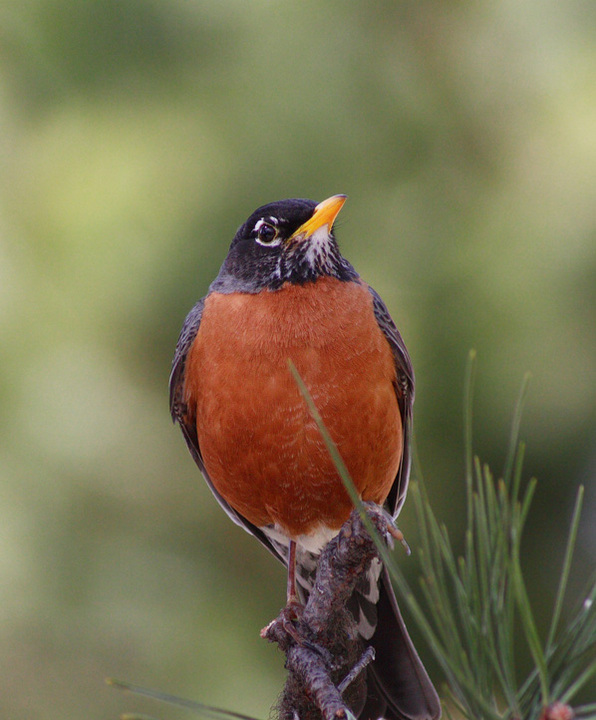 Cock Robin