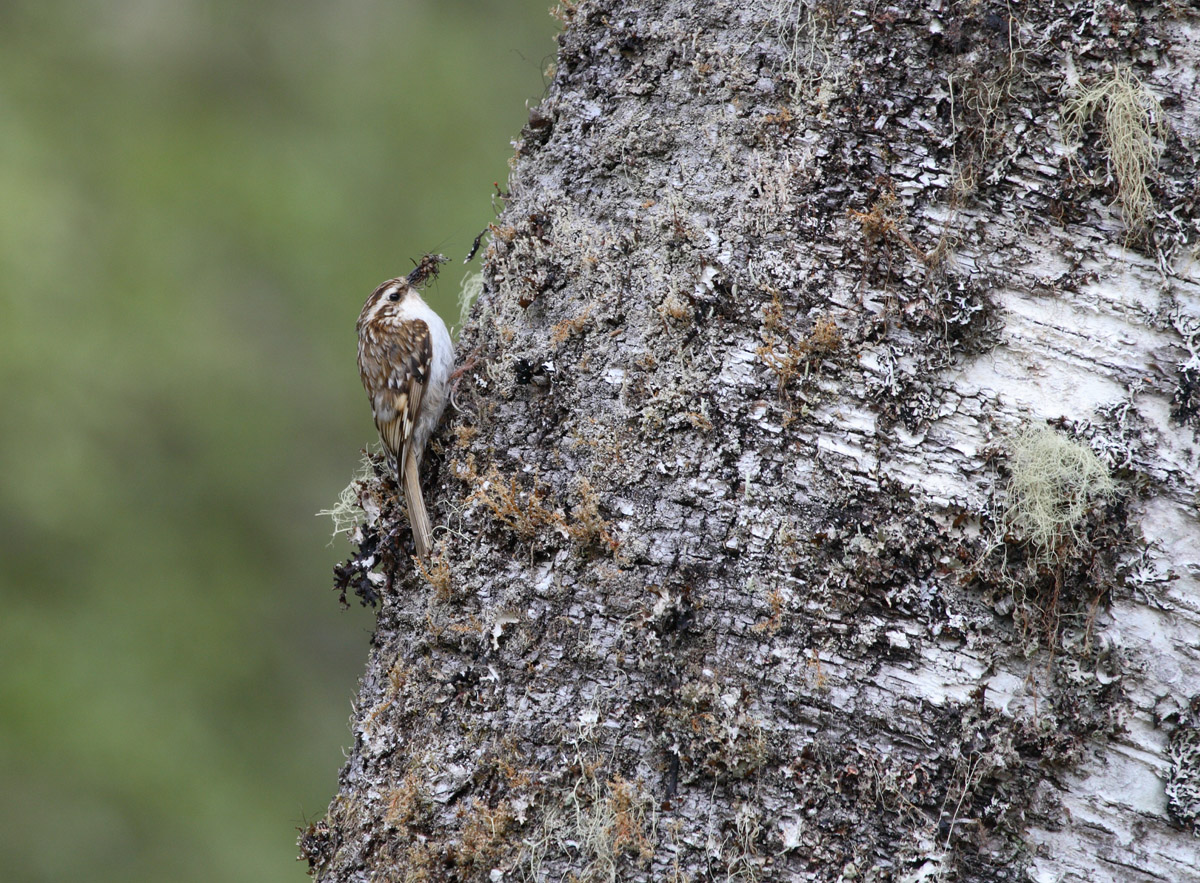 Tree Creeper