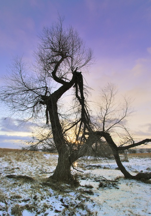 Bent Willow