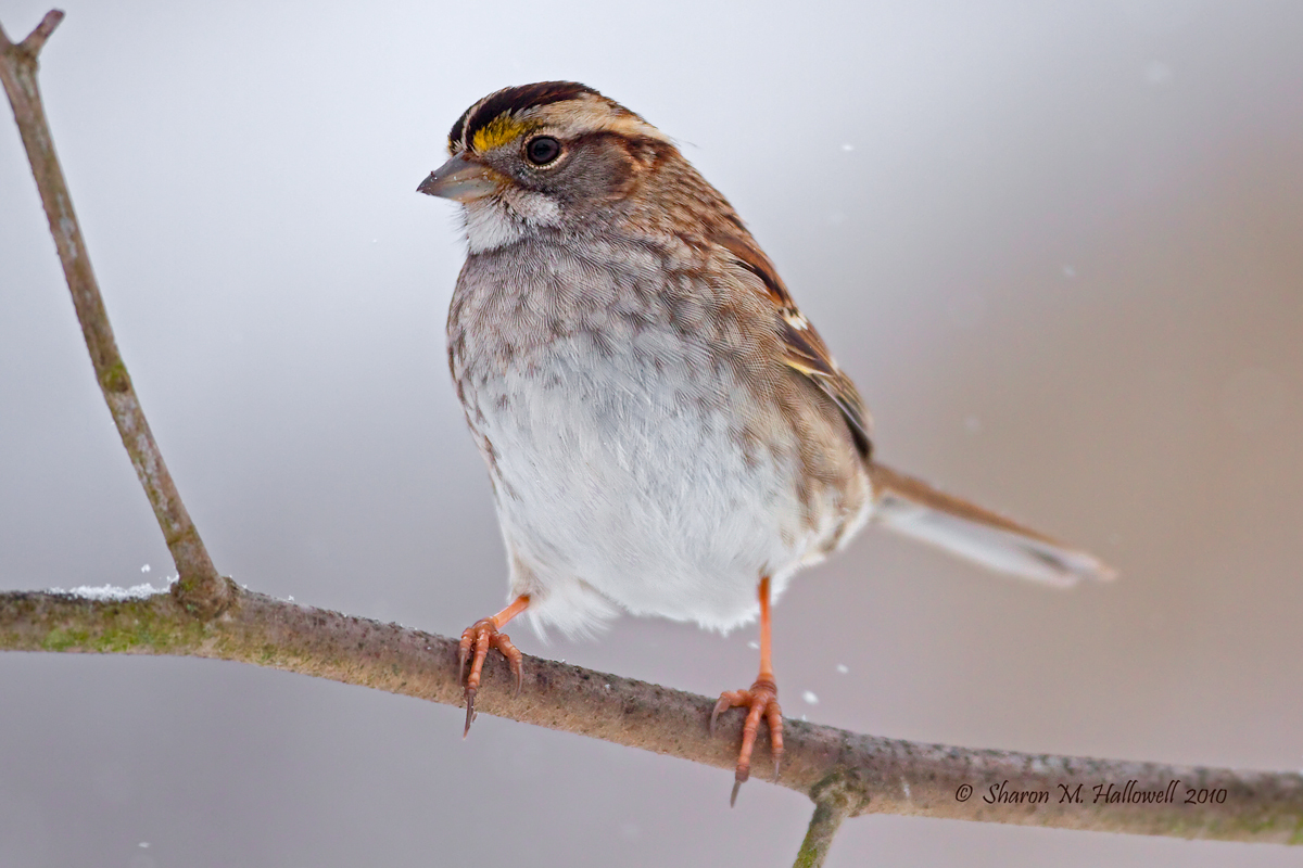 WT Sparrow