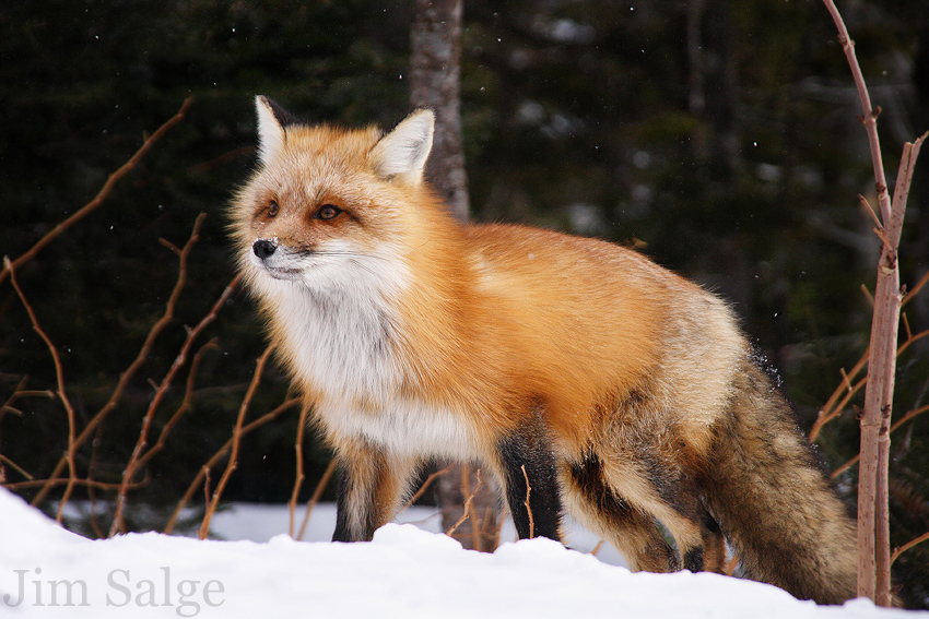 Carter Notch Fox