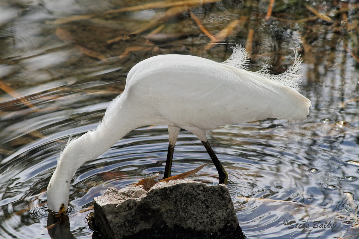 Egret:  Bobbing for Bugs