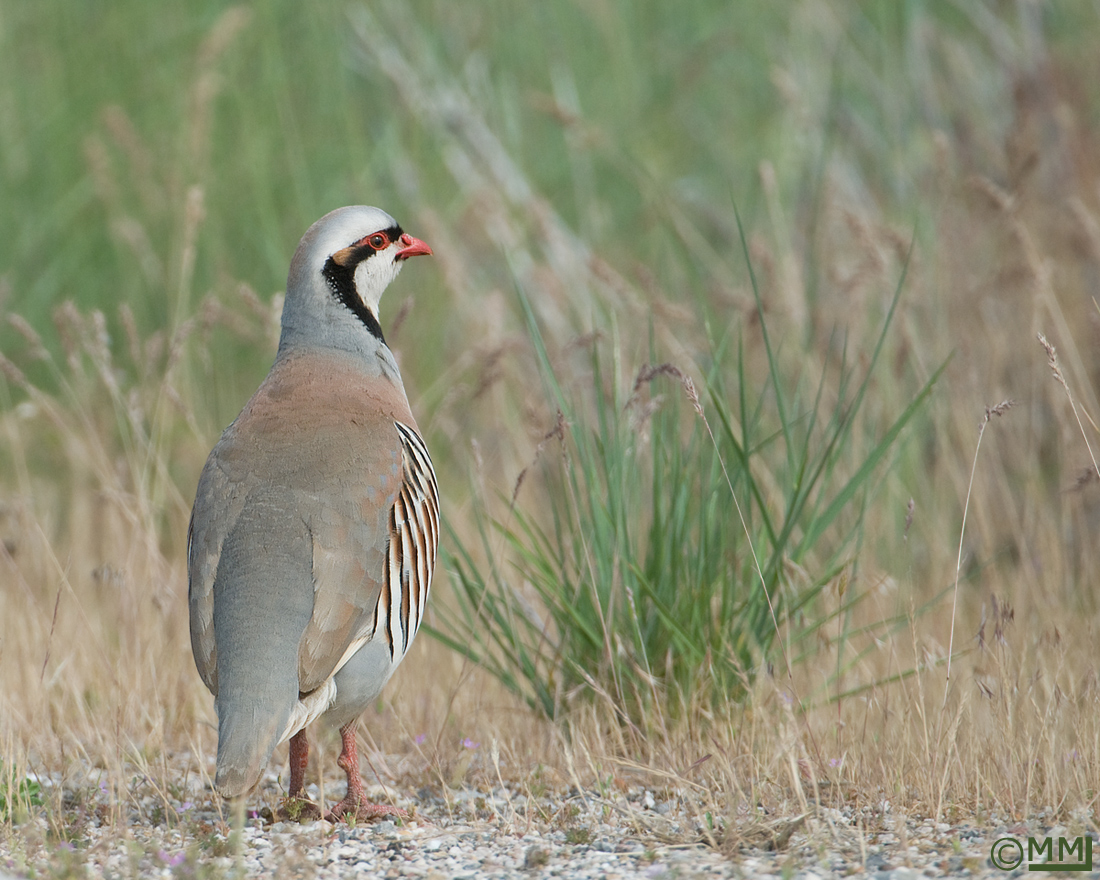 Chukar