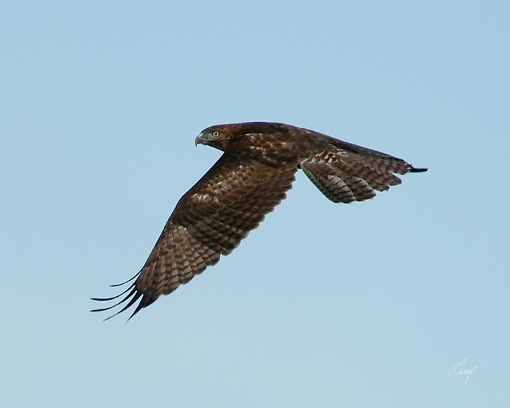 Falcon Flight
