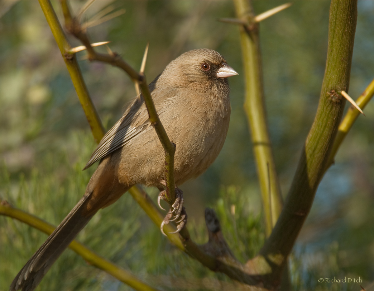 Abert's Towhee