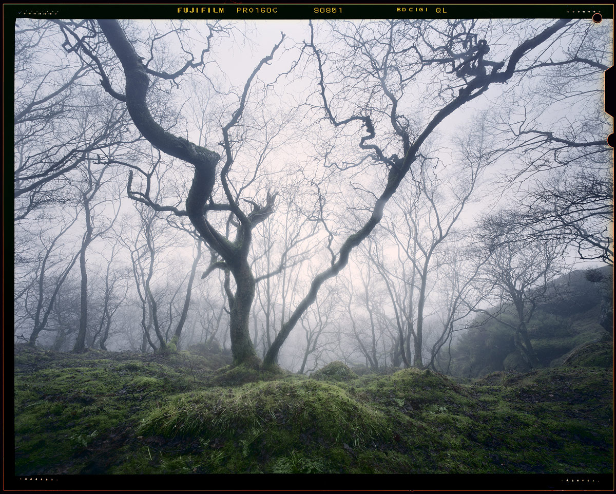 ~ Enchanted Woodland ~ 