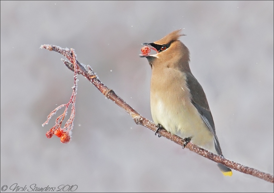 Cedar Waxwing