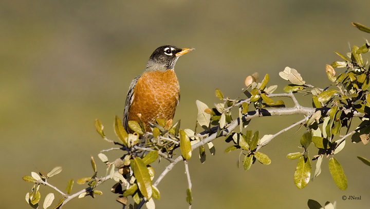 Robin