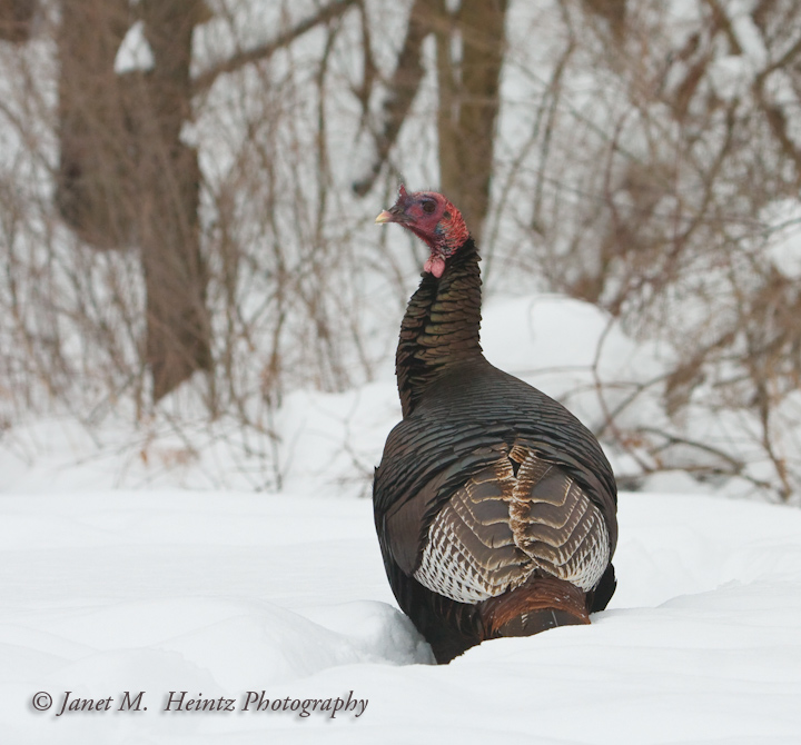 Wild Turkey 