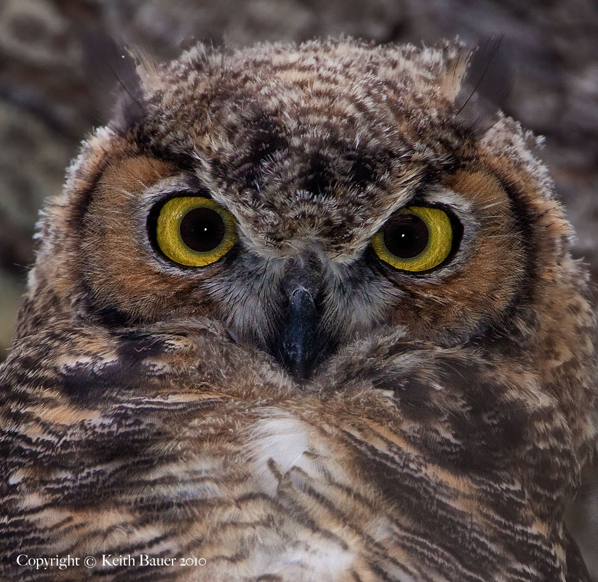 Young Great Horned Owl
