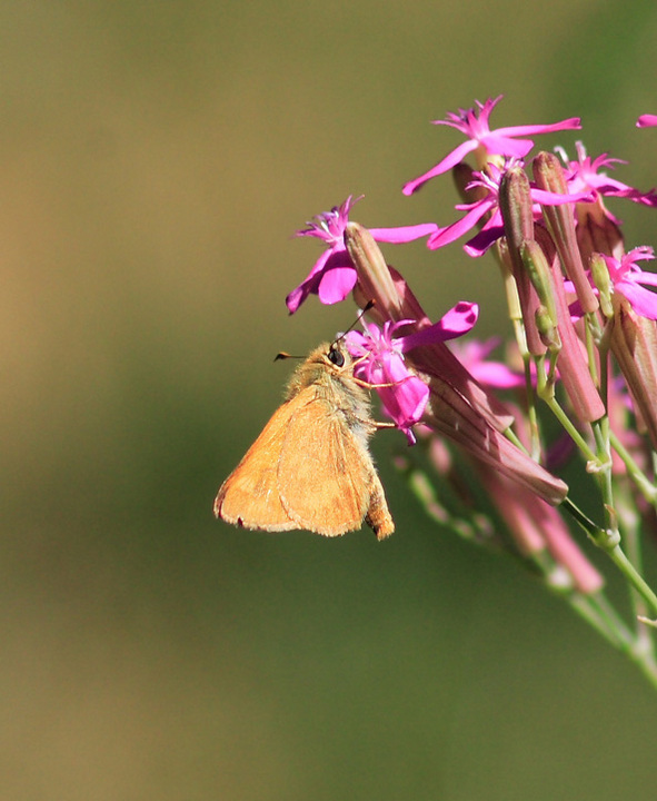 Glassywing Skipper