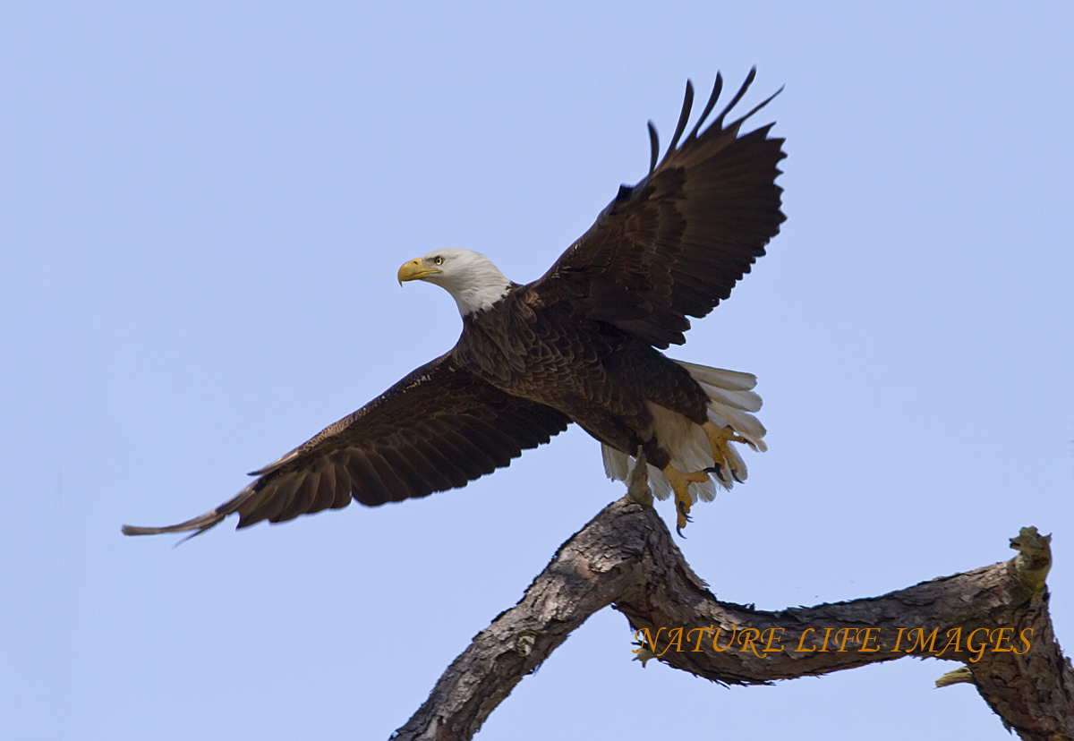 Eagle Flight