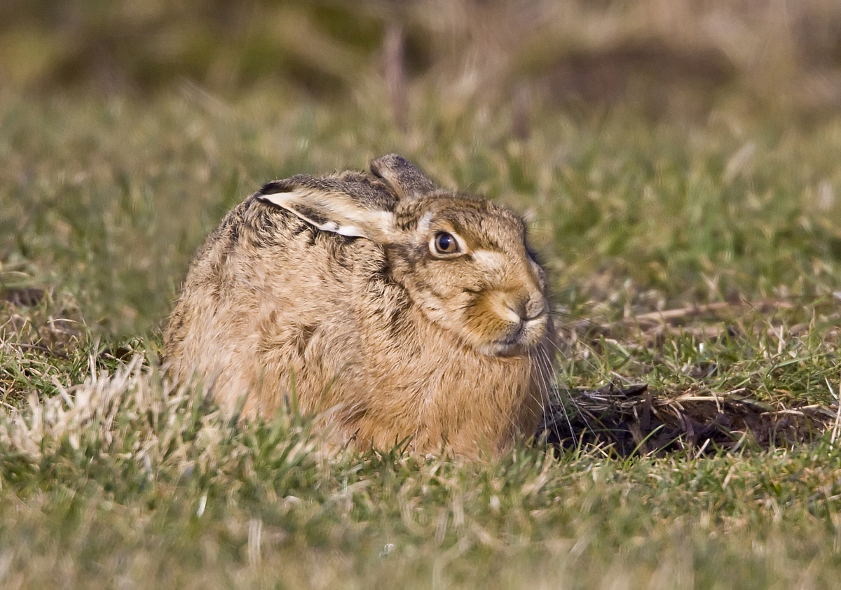 Brown Hare