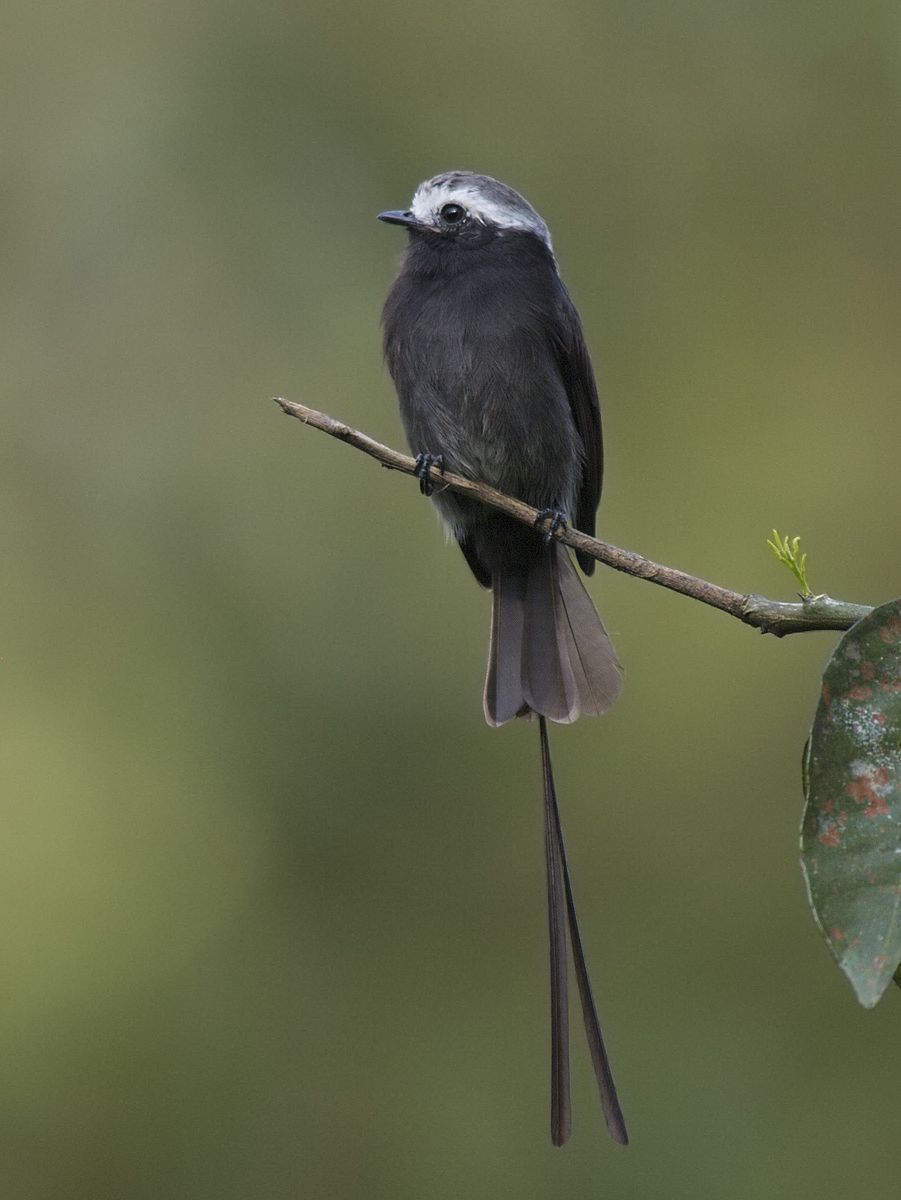 Long-tailed Tyrant