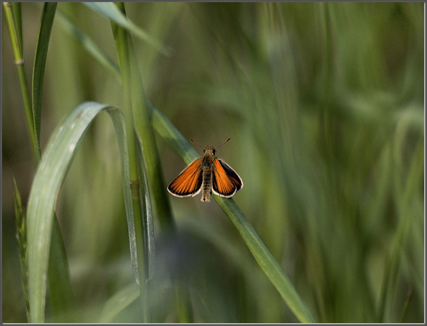 Least skipper 