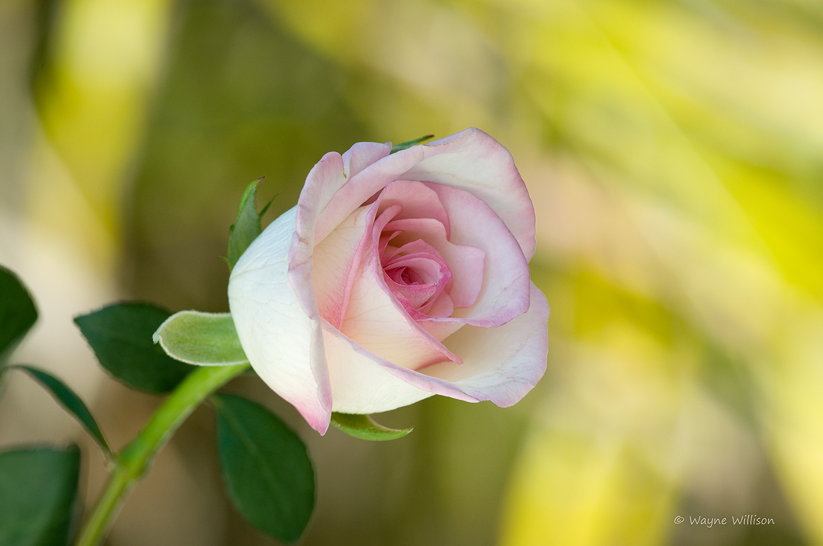 Pink on White