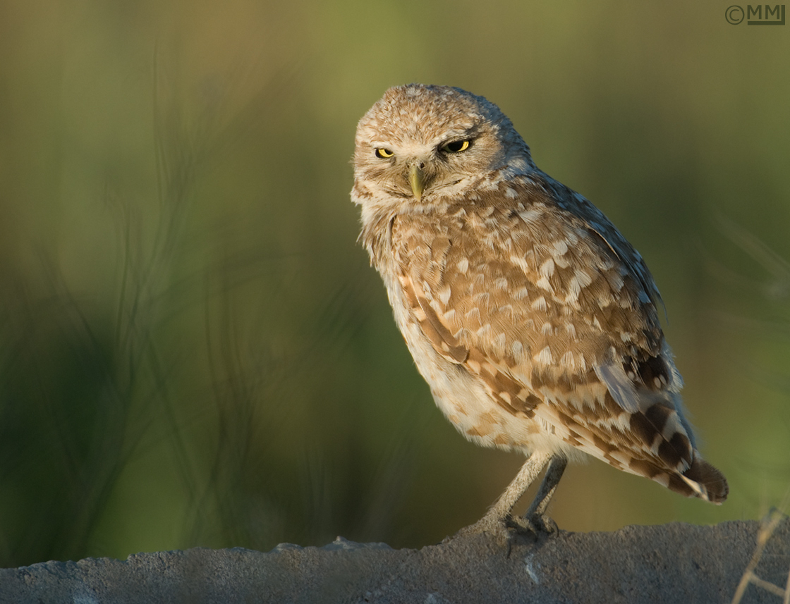 Burrowing Owl adult
