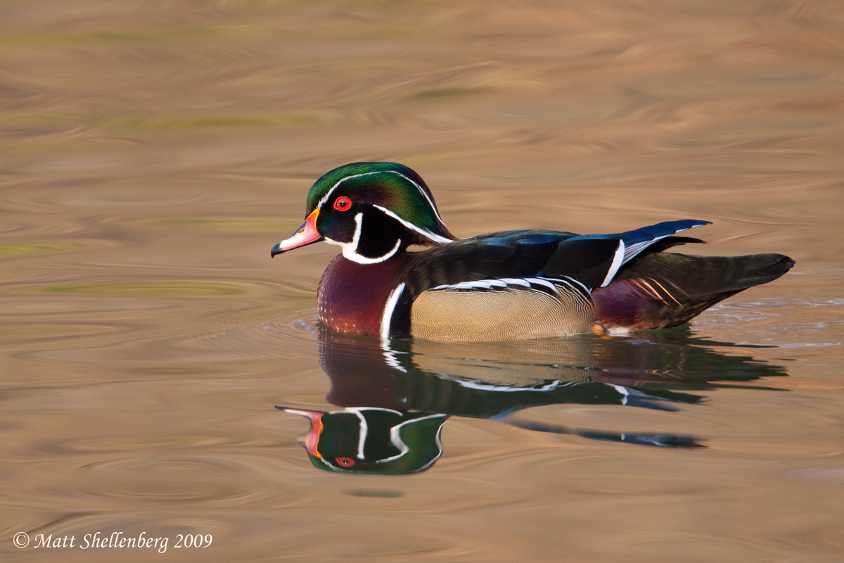 Wood Duck