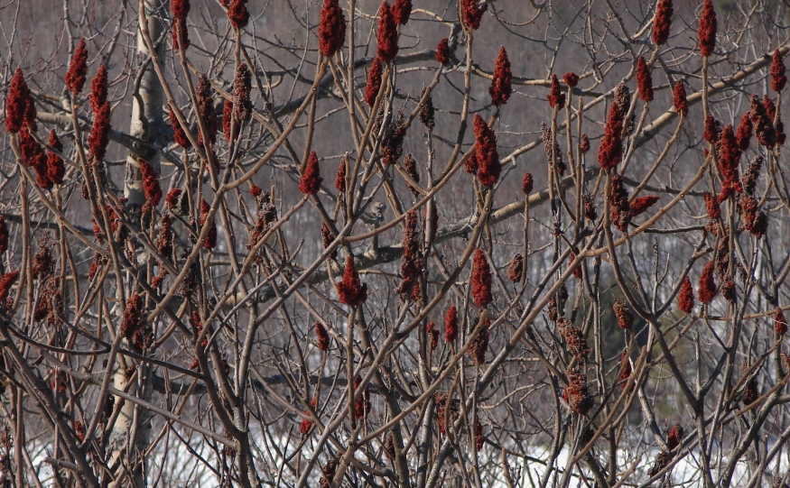 Winter Growth