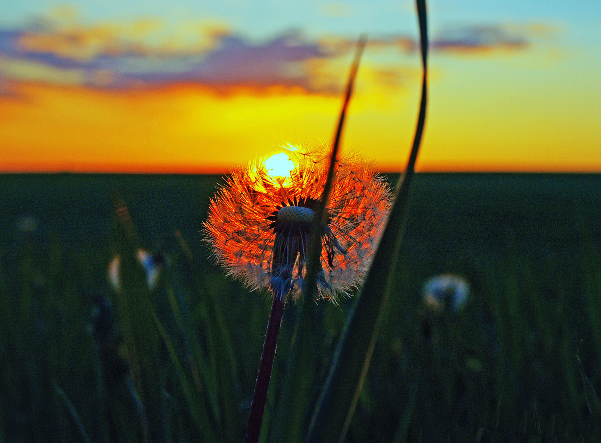 Dandelion Sunset