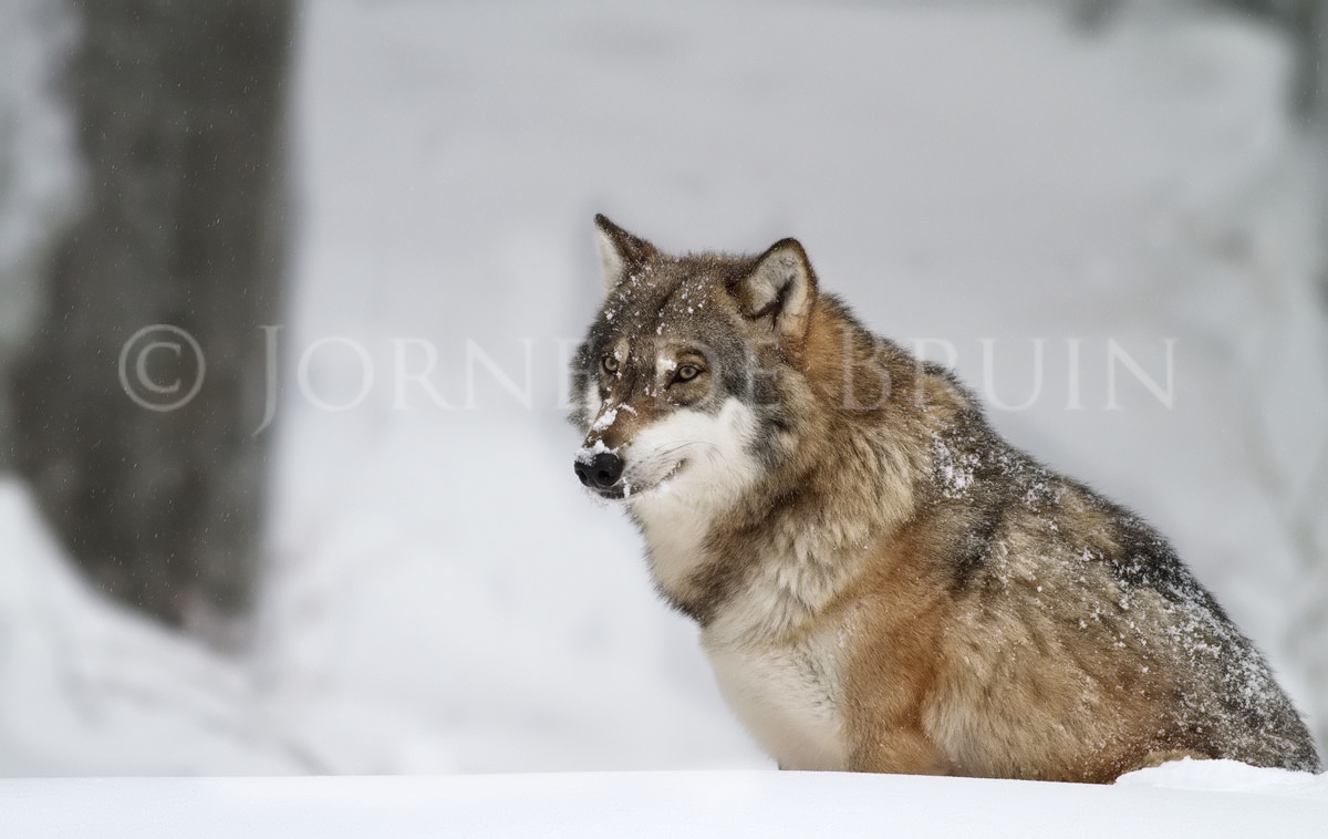 (c) Wolf Stare