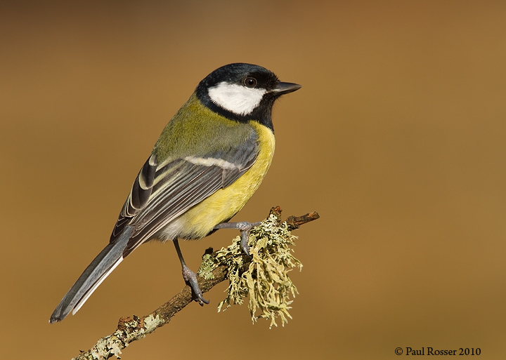 Great Tit