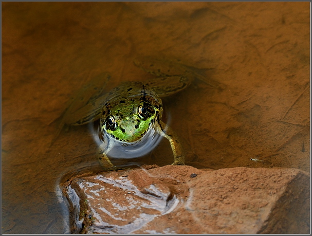 Green frog