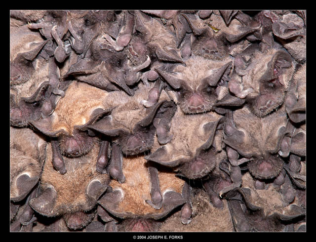 Mexican Free-tailed Bats - Tadarida brasiliensis