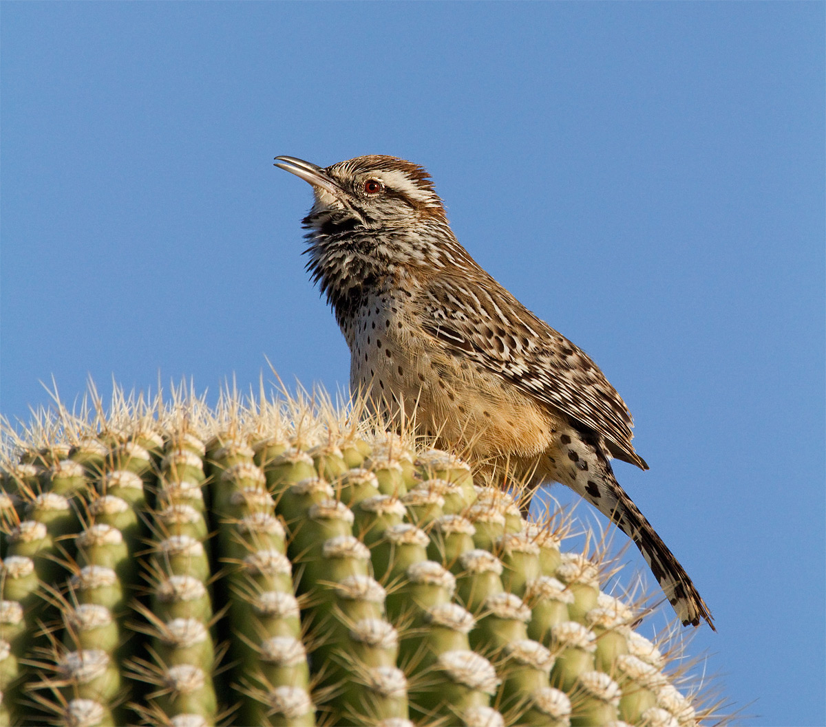 Cactus Wren
