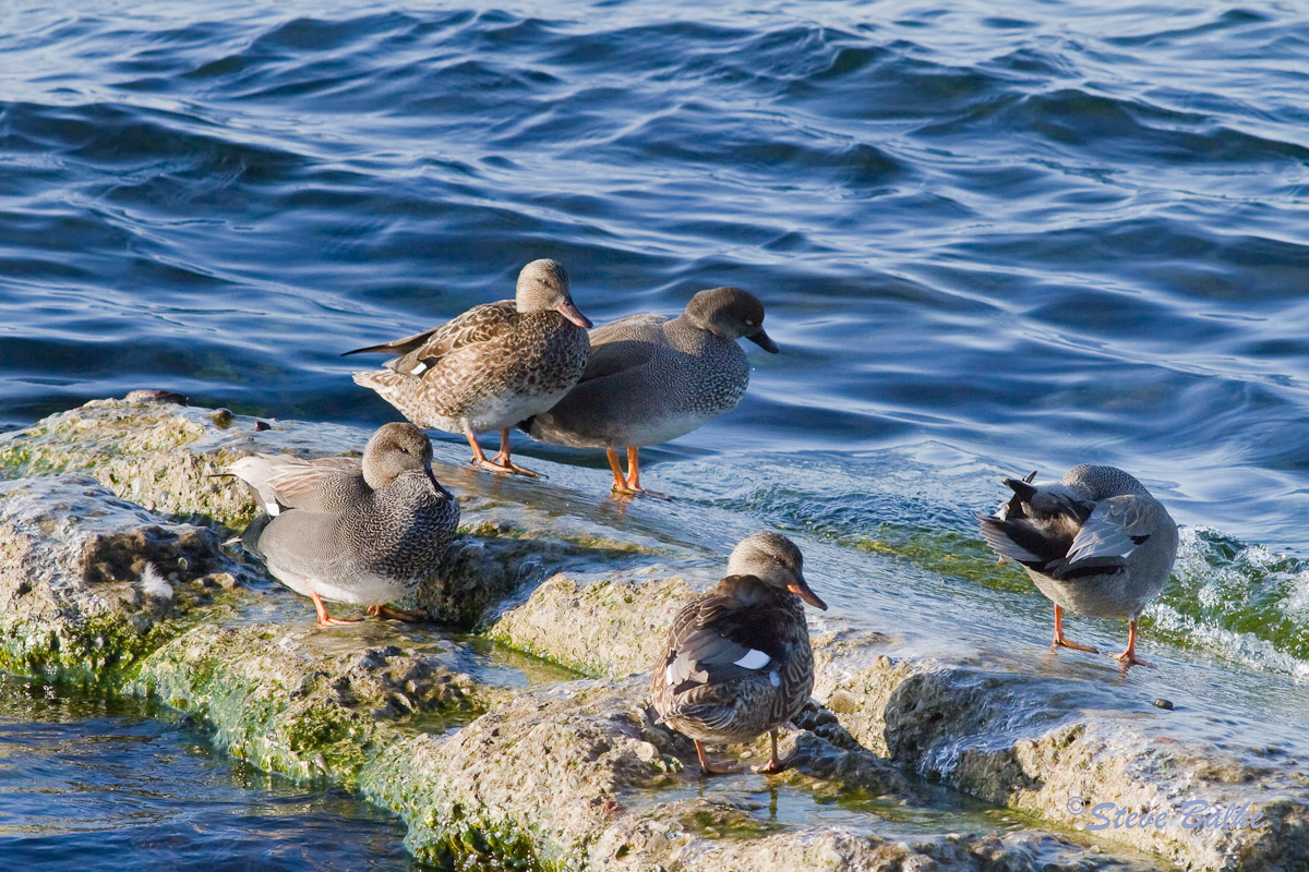 Gadwall Gang
