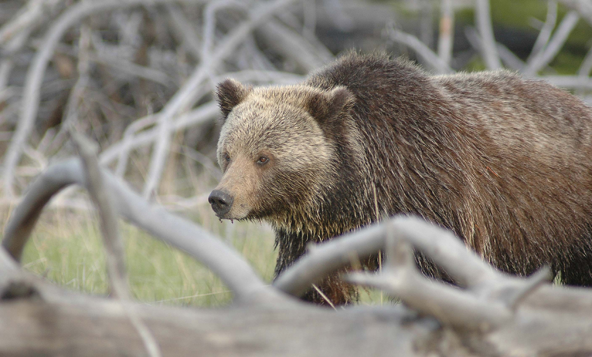 Grizzly w/ repost