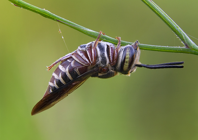Cicada Killer