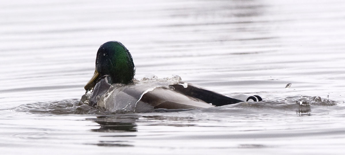 Mallard Bathing