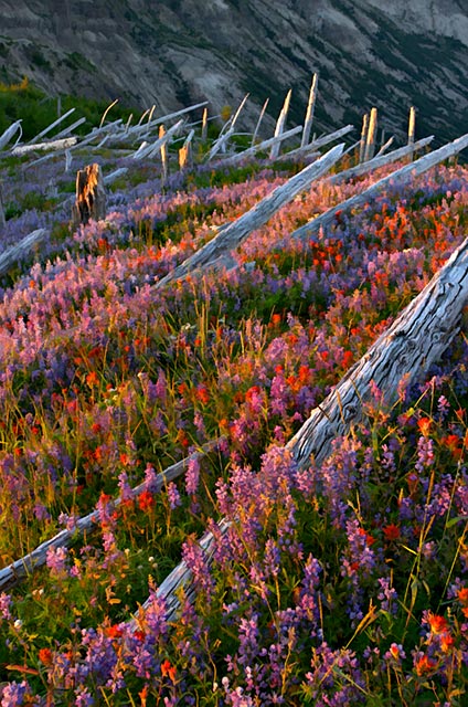 St. Helens Wildflowers
