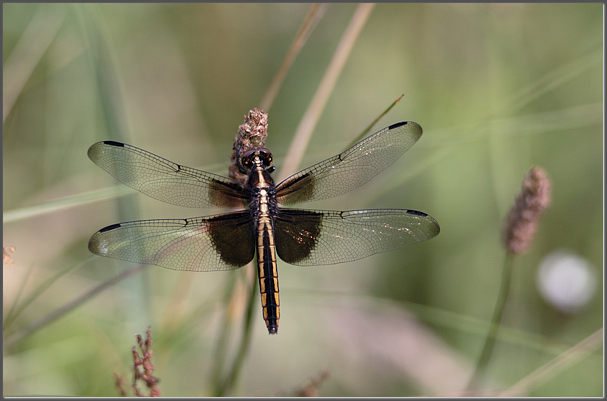 Widow skimmer