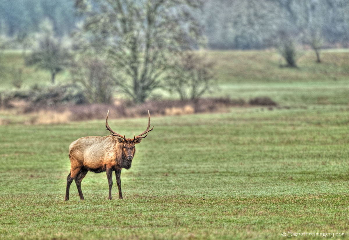 Elk in Meadow