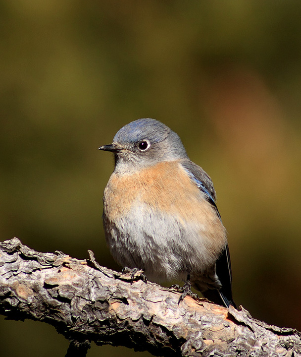 Western Bluebird