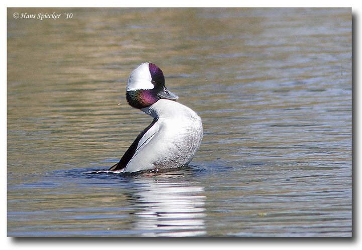 Bufflehead