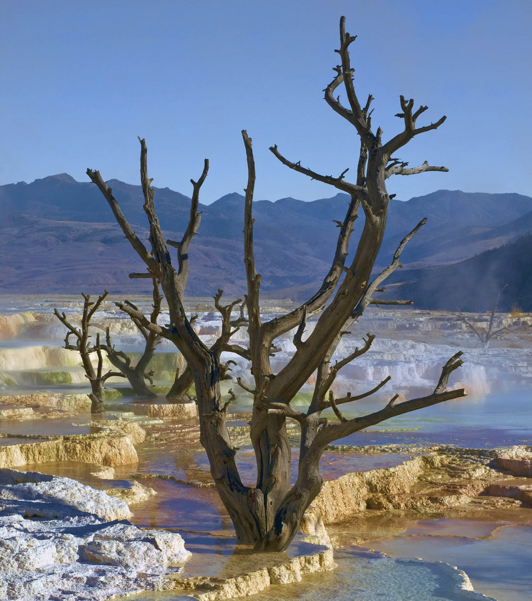 Mammoth Hot Springs