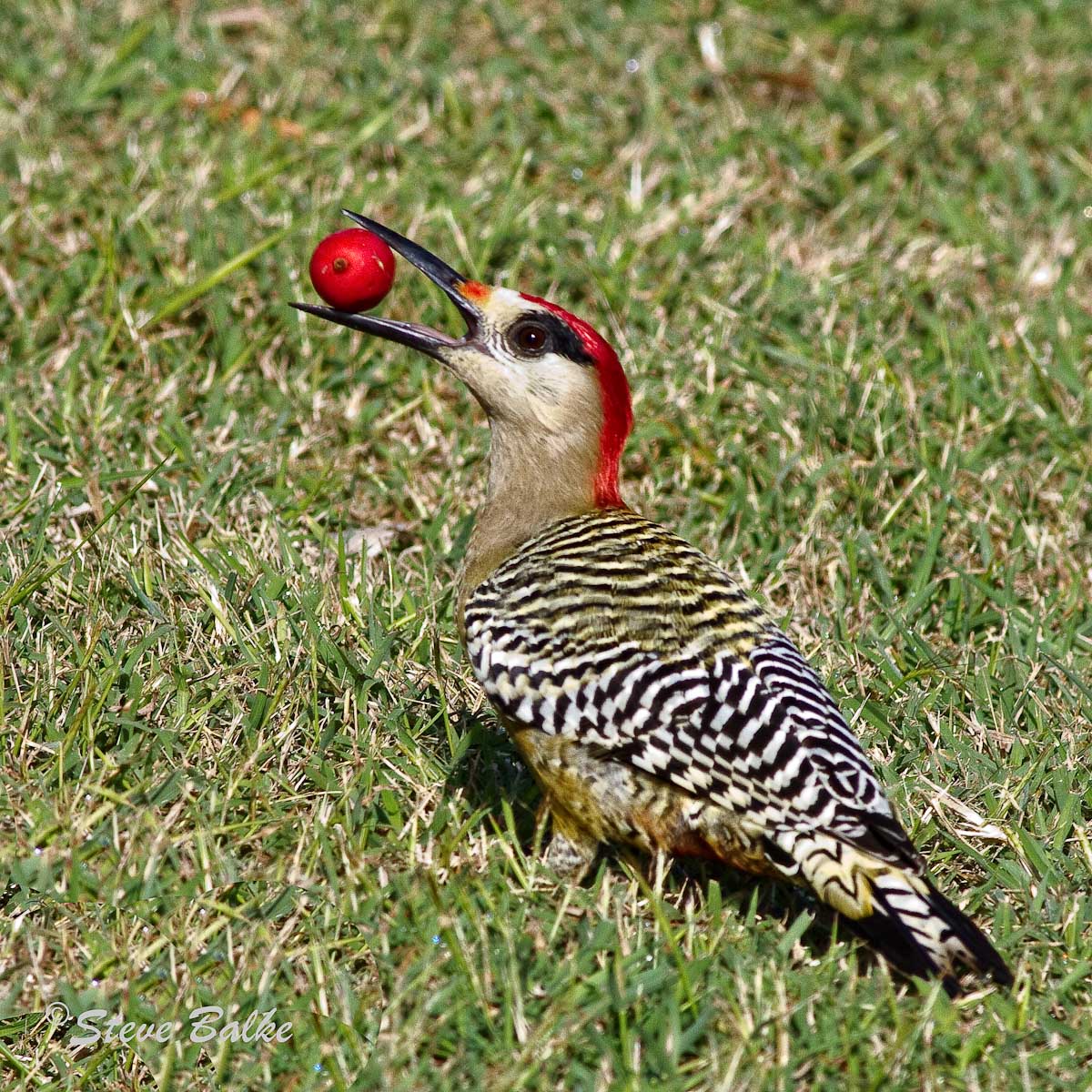 Woodpecker Fruit Picker