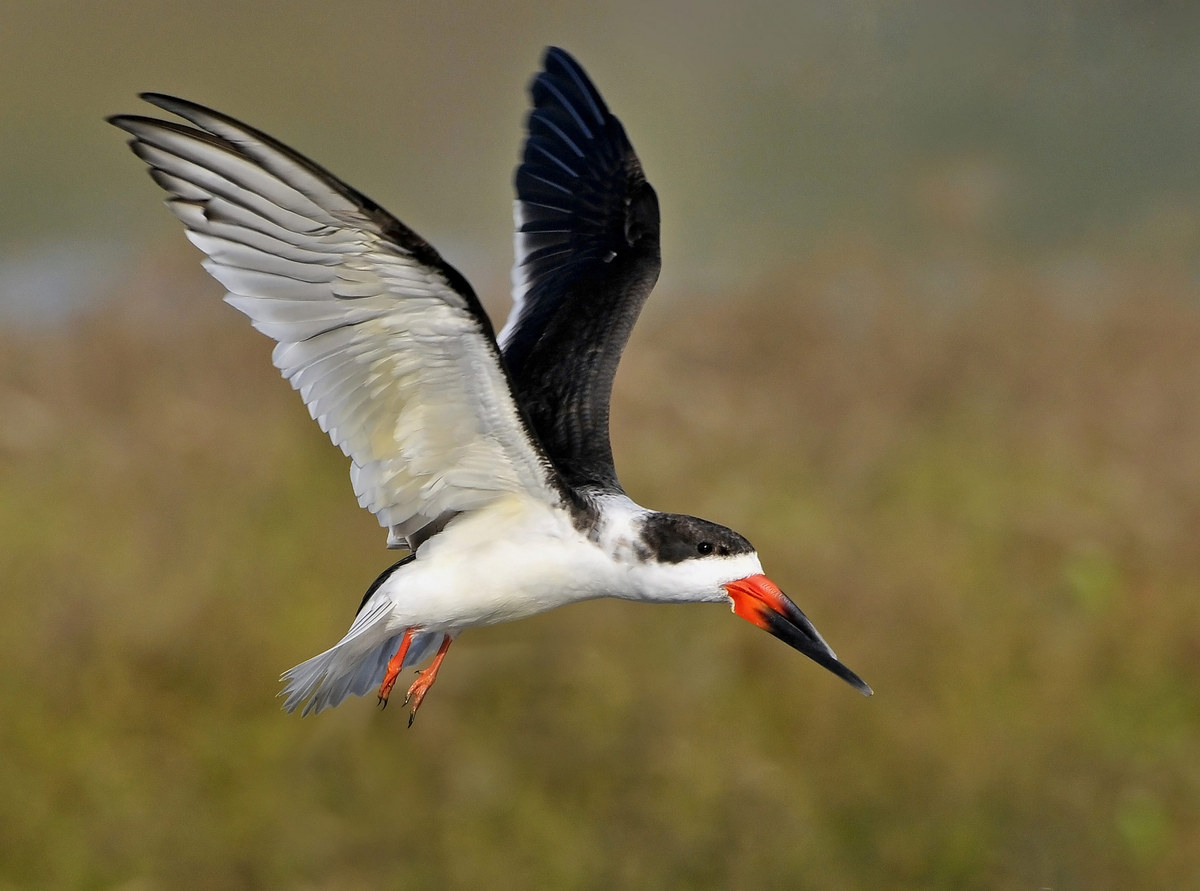 Black Skimmer
