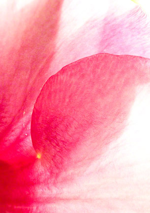 Pink Petals